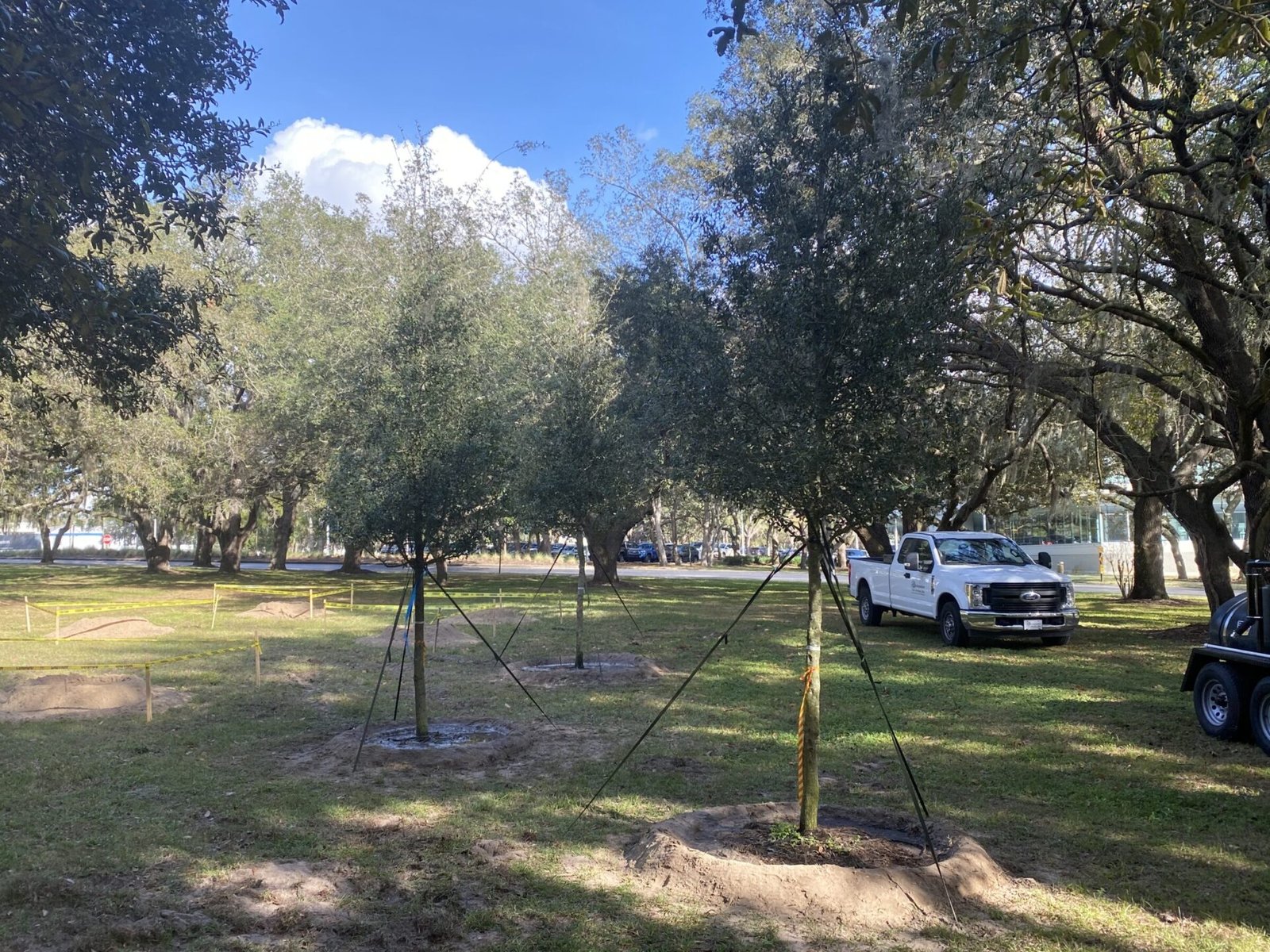 A park scene with newly planted trees supported by stakes, surrounded by mature trees. White trucks are parked nearby under a clear blue sky.
