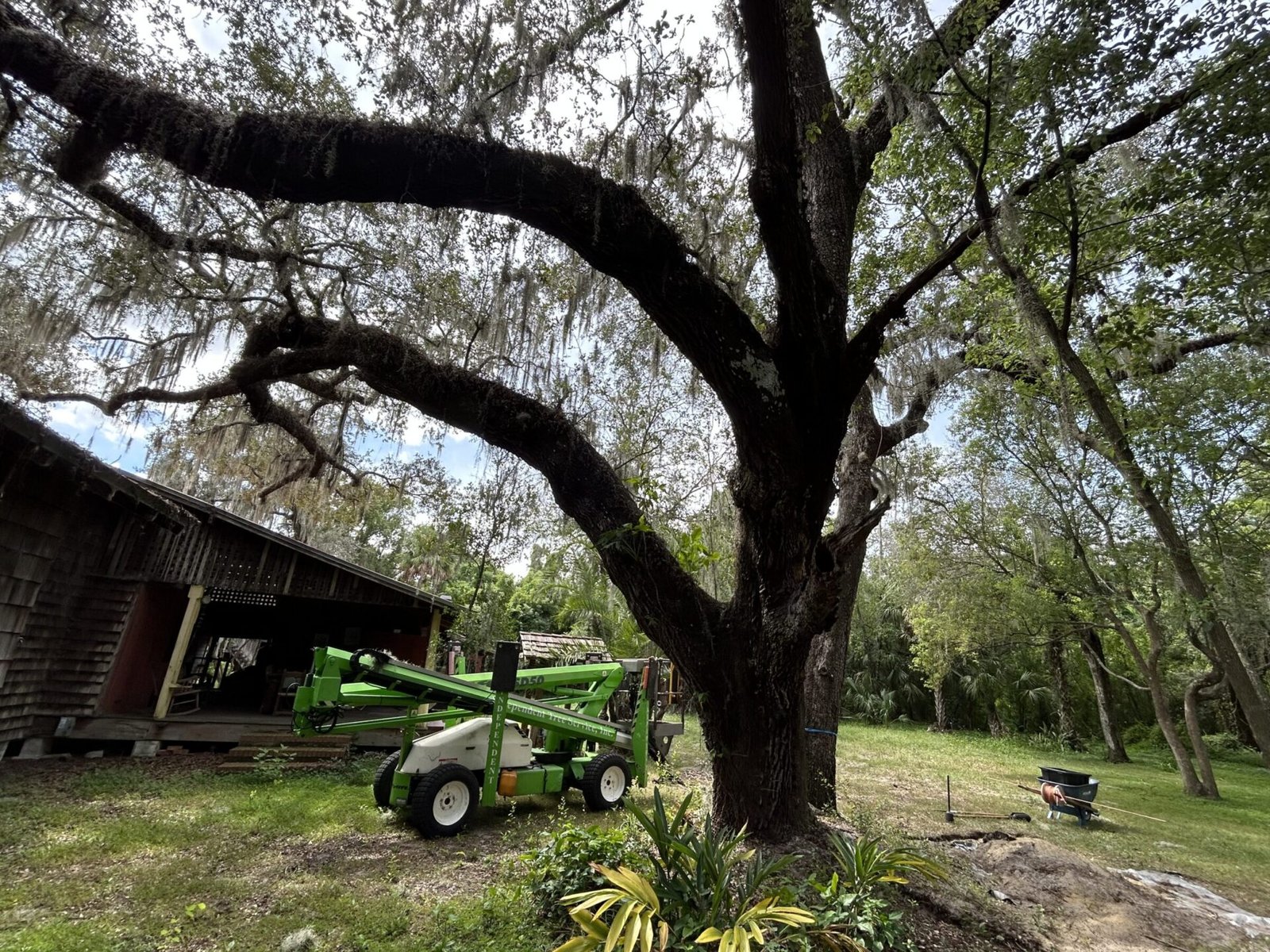 Large tree with draped moss, rustic wooden shed nearby. Green machinery parked on grass. Dense woodland surrounds, creating a serene, natural setting.